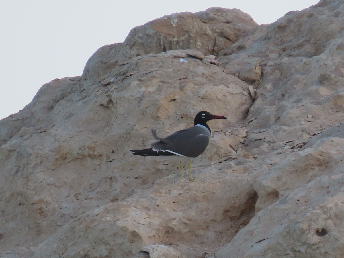 White-eyed Gull - ML618568855