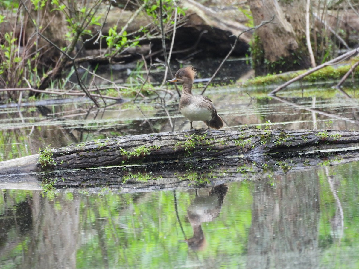 Hooded Merganser - ML618568856