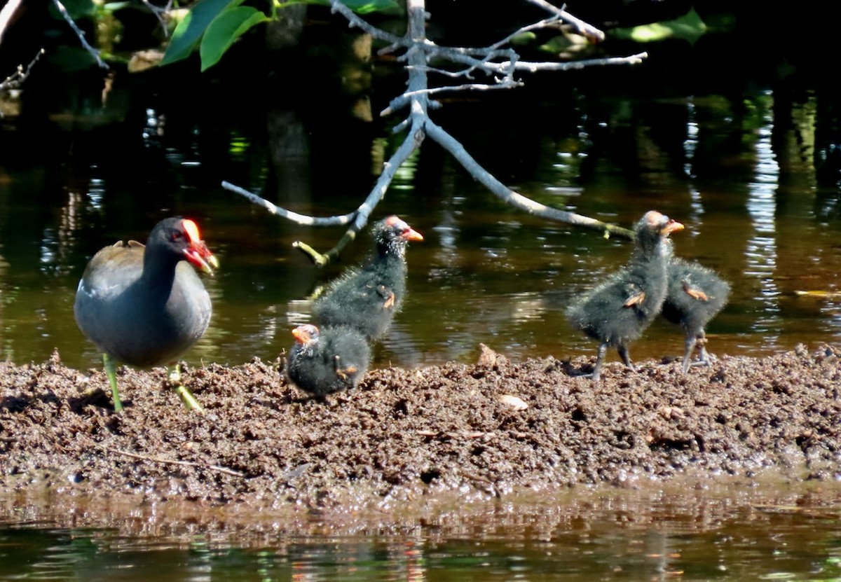 Common Gallinule - ML618568860