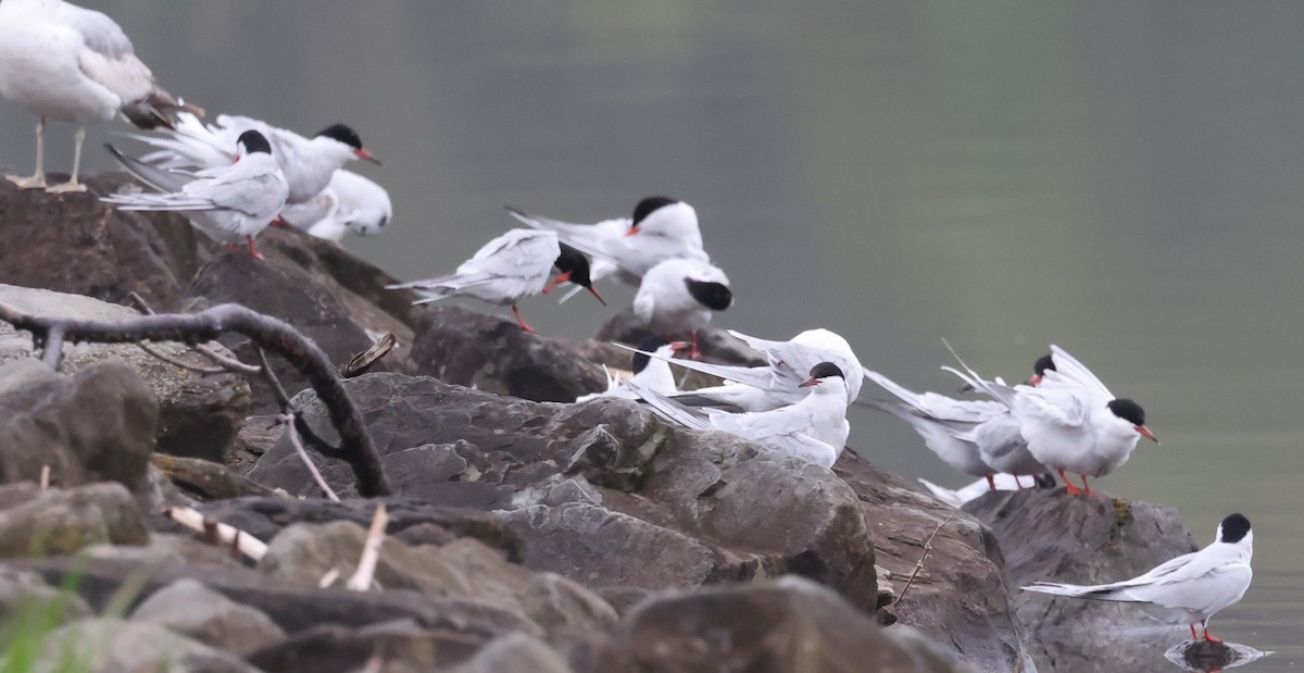 Common Tern - ML618568869