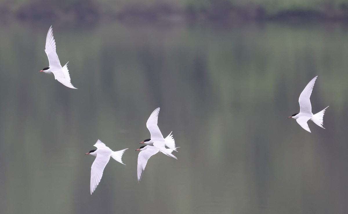 Common Tern - ML618568871