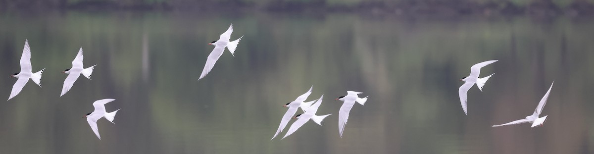 Common Tern - ML618568874