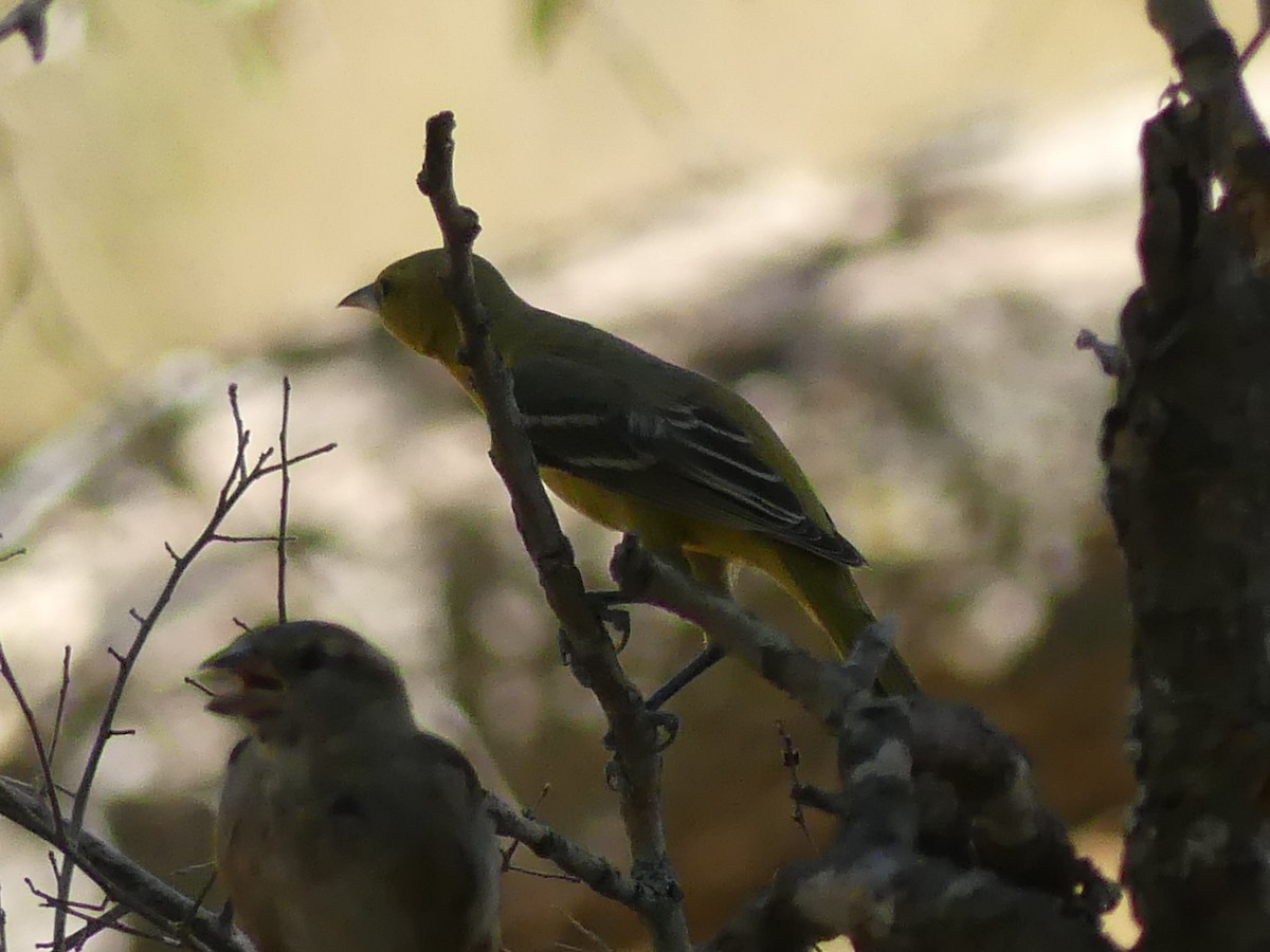 Orchard Oriole - ML618568879