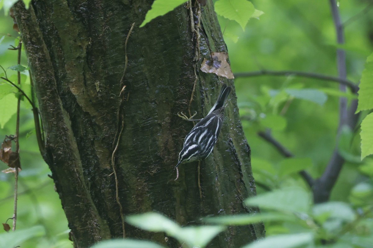 Black-and-white Warbler - ML618568909