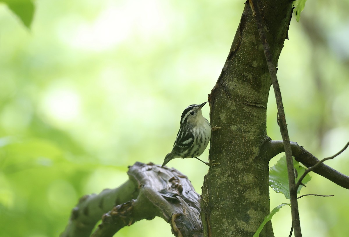 Black-and-white Warbler - ML618568910