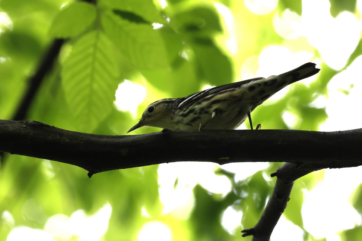 Black-and-white Warbler - ML618568915