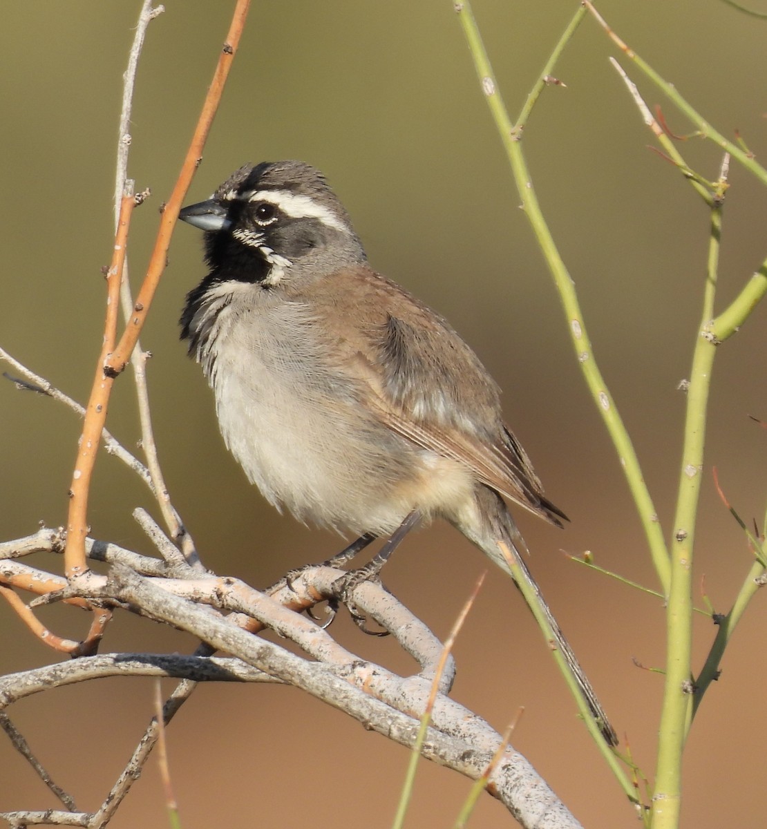 Black-throated Sparrow - ML618568919