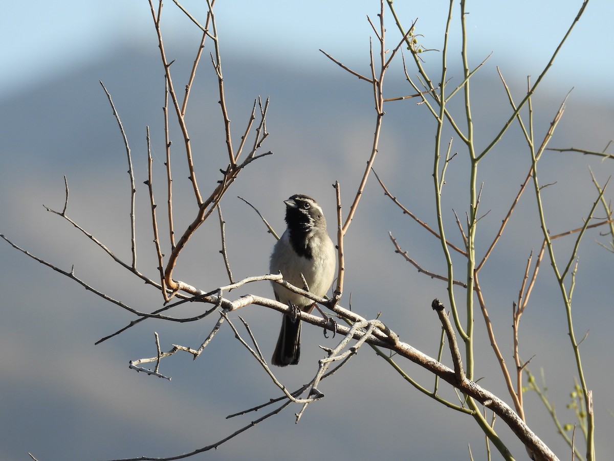 Black-throated Sparrow - ML618568928