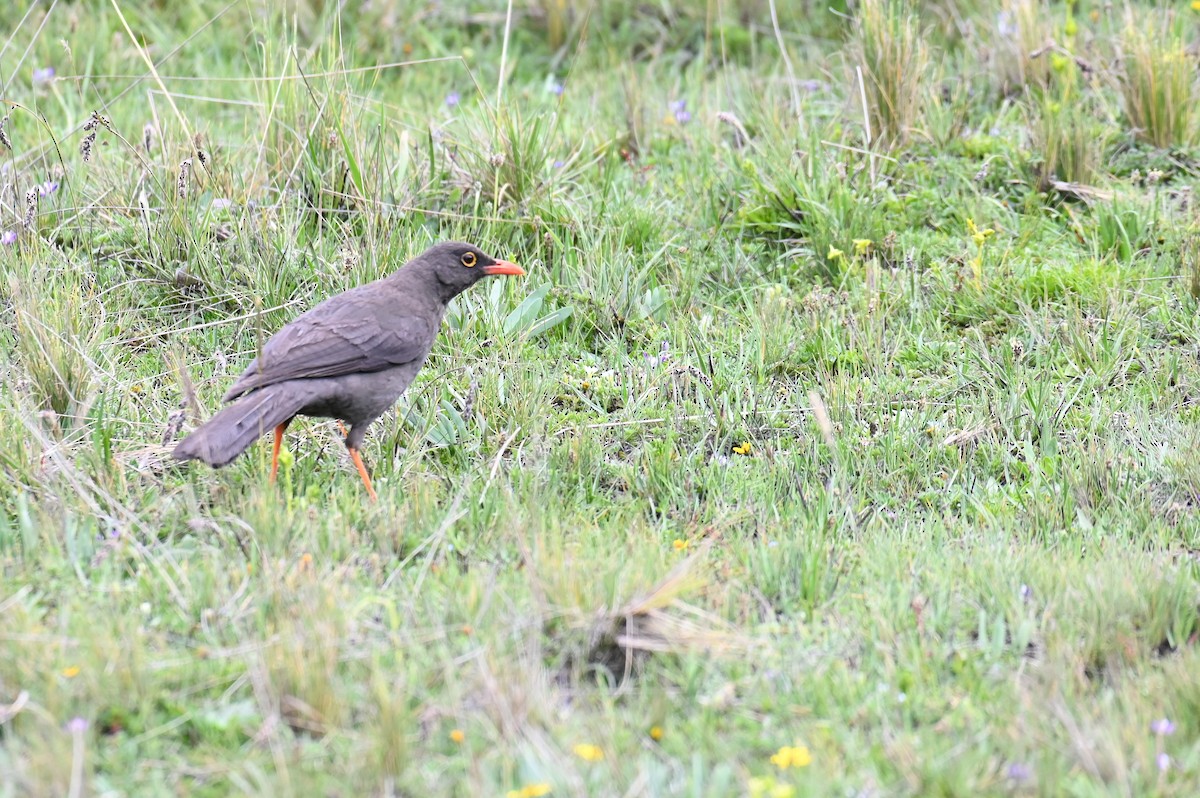 Great Thrush - Hannes Leonard