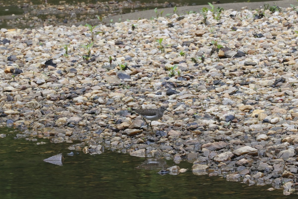 Solitary Sandpiper - ML618568941