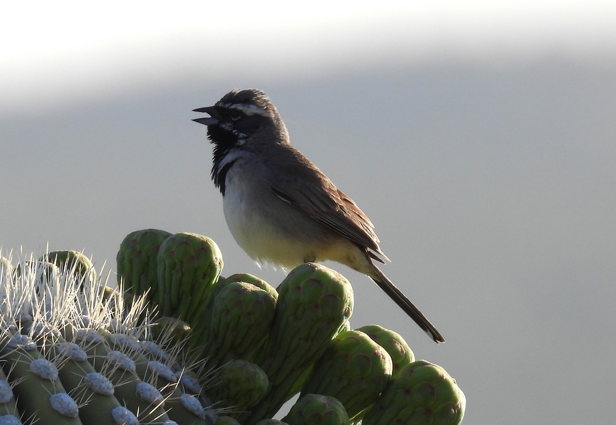 Black-throated Sparrow - ML618568945