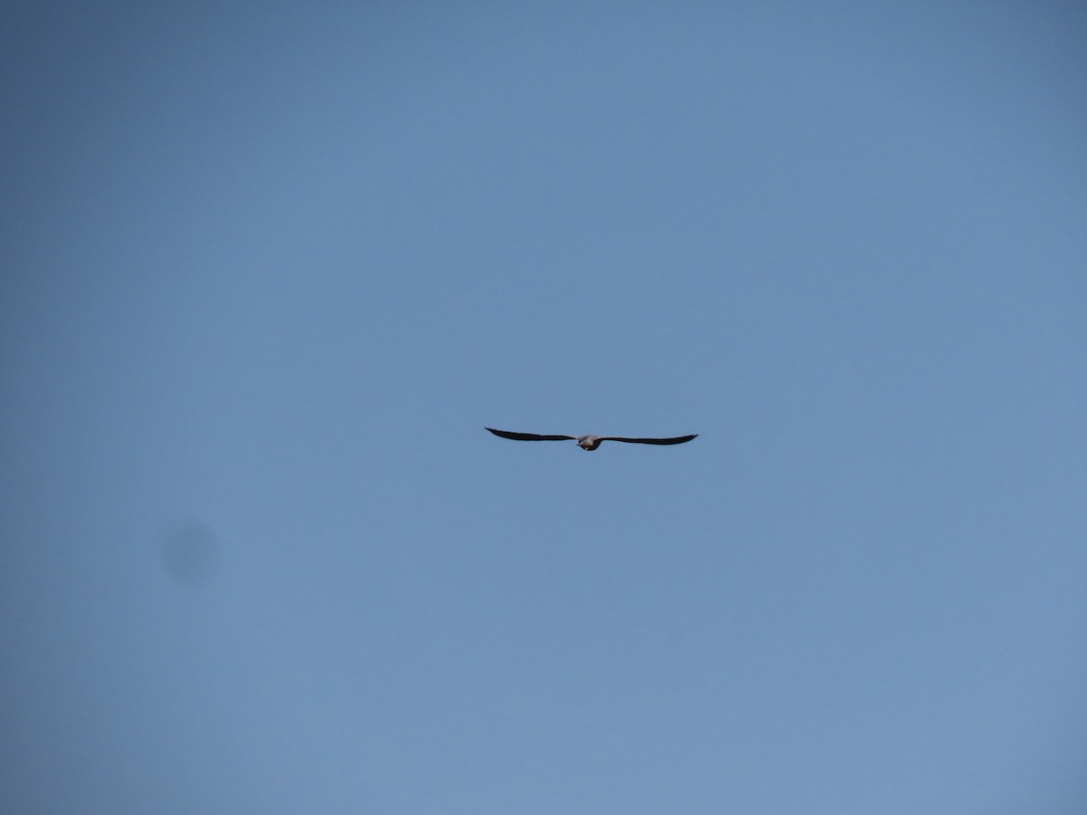 Sooty Falcon - ML618568946