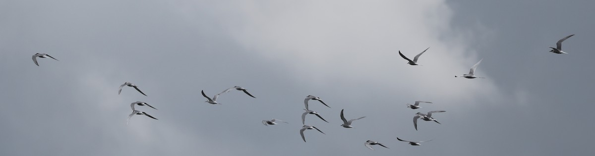 Common Tern - David Nicosia