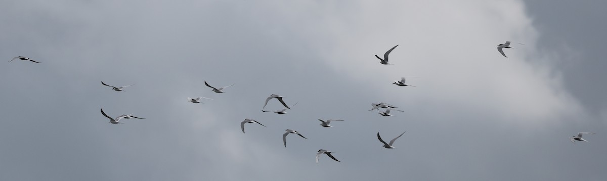 Common Tern - David Nicosia