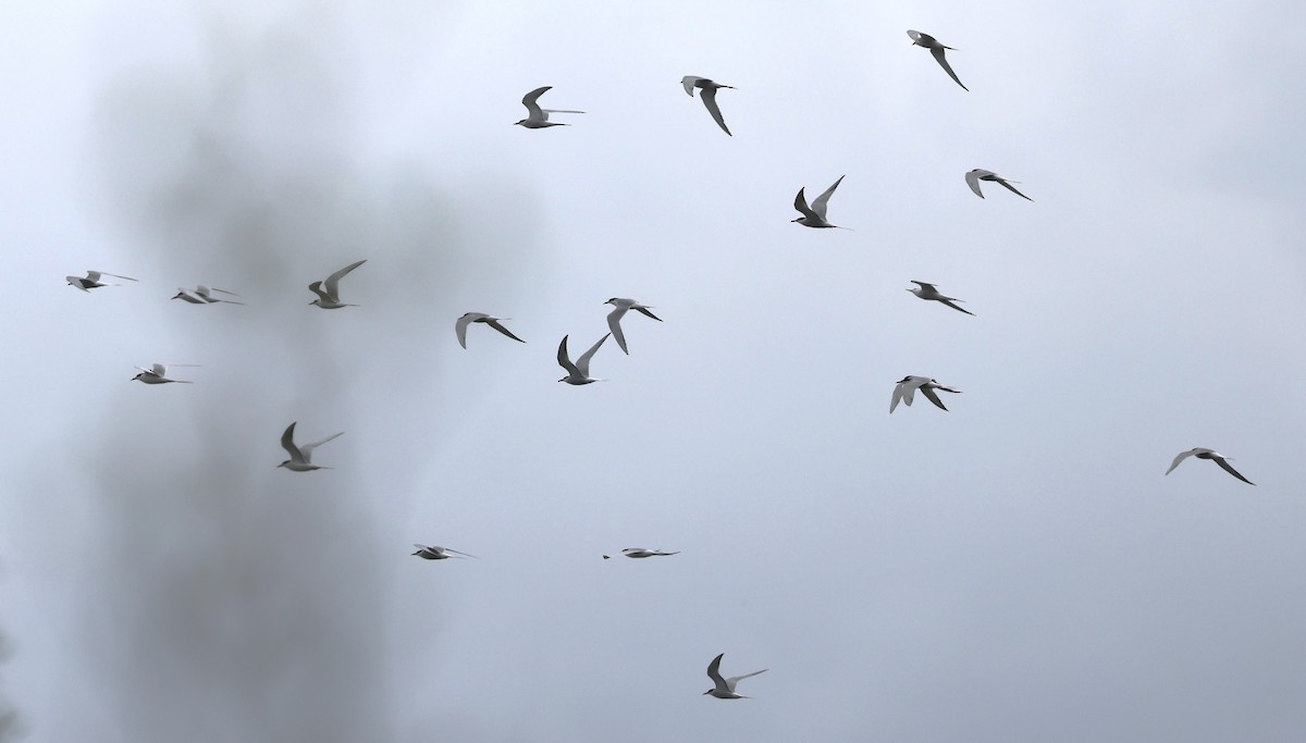 Common Tern - ML618568957