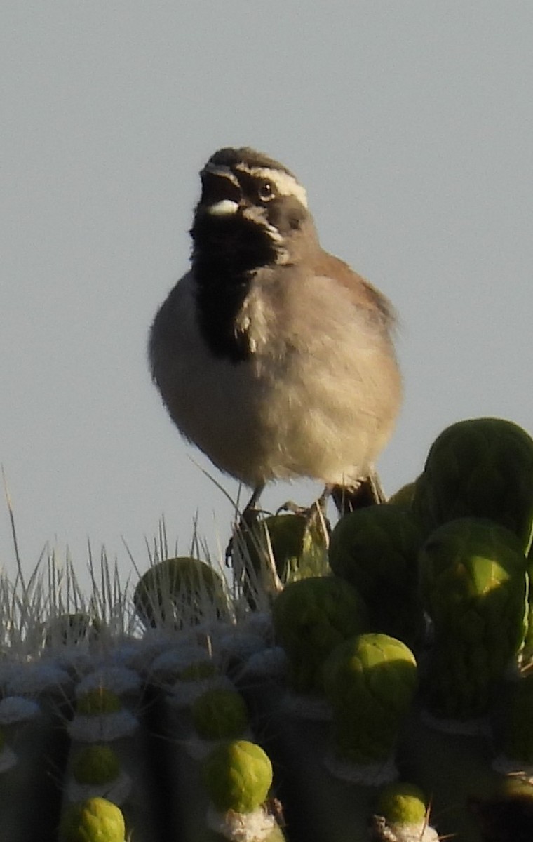 Black-throated Sparrow - ML618568962
