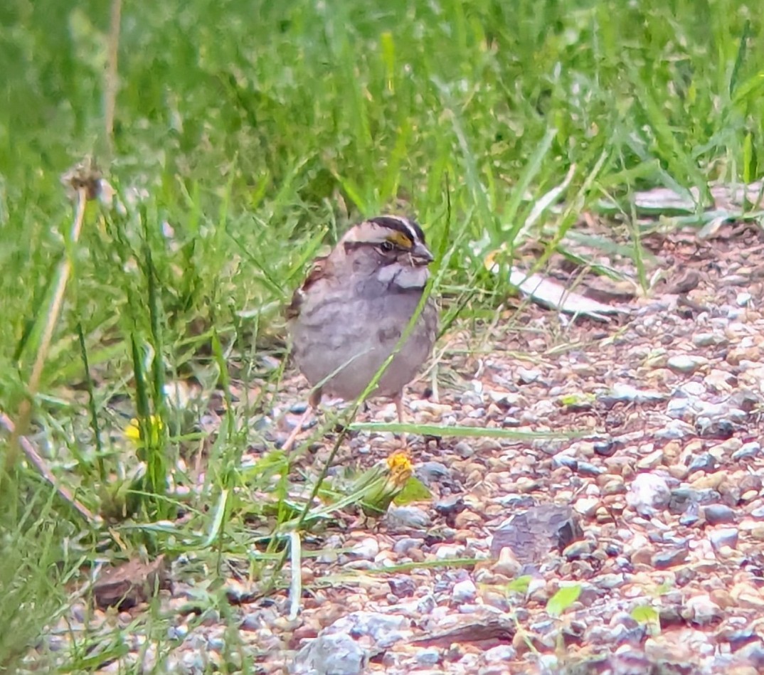 White-throated Sparrow - Kilian White