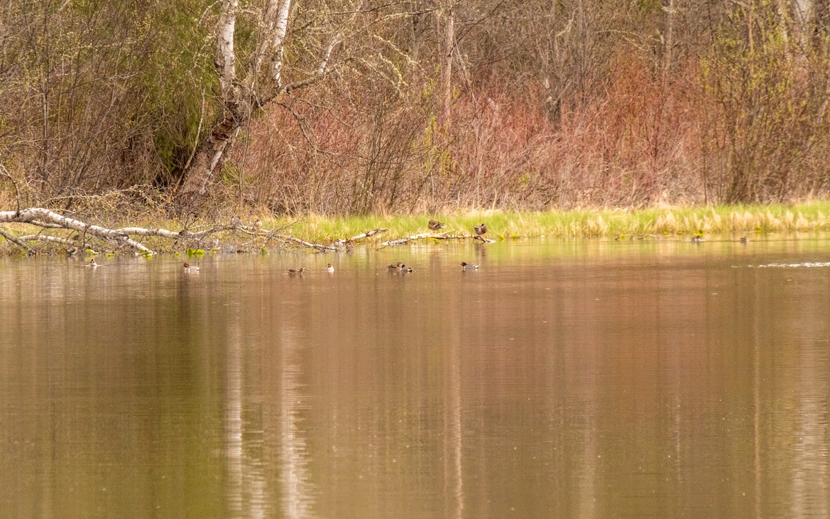 Чирянка мала (підвид carolinensis) - ML618568990