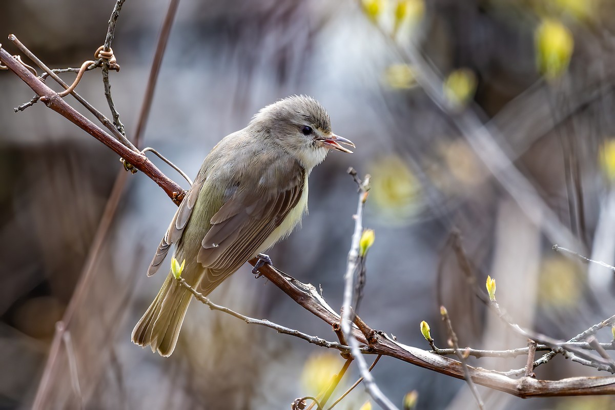 Warbling Vireo - Chris S. Wood