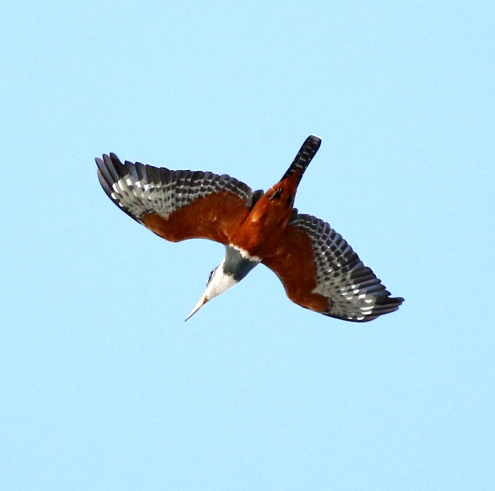 Ringed Kingfisher - ML618569006