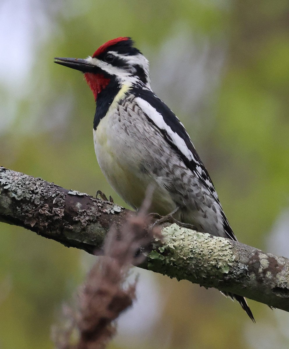 Yellow-bellied Sapsucker - ML618569017