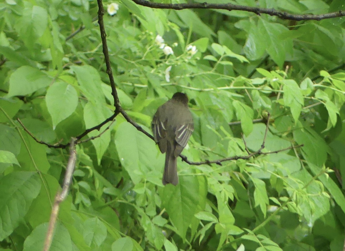 Eastern Phoebe - ML618569029