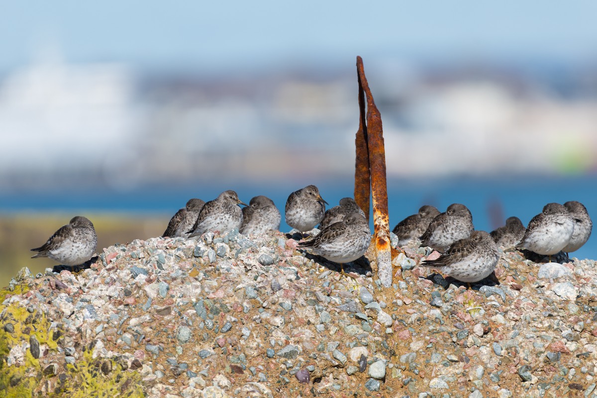 Purple Sandpiper - ML618569036