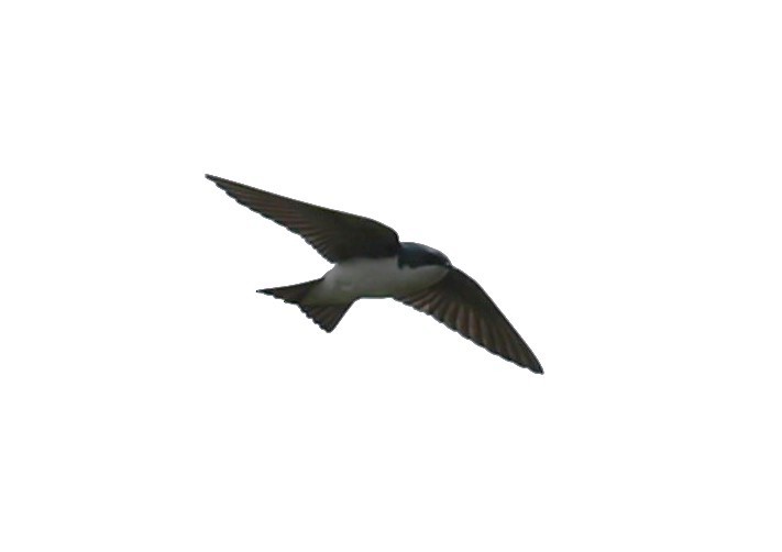 Golondrina Bicolor - ML618569043