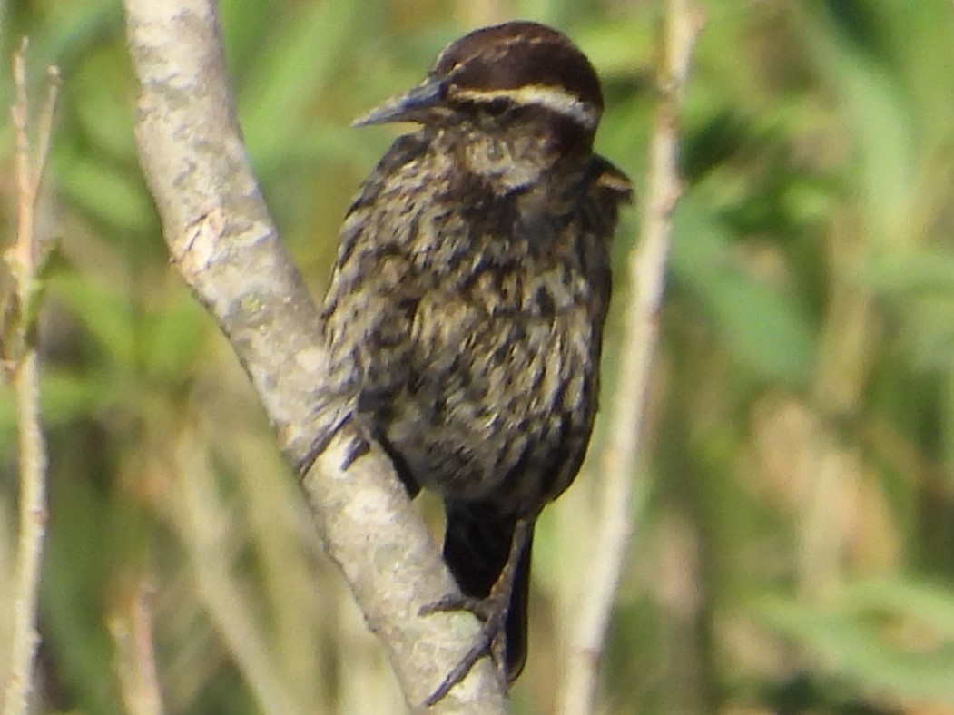 Yellow-winged Blackbird - ML618569062