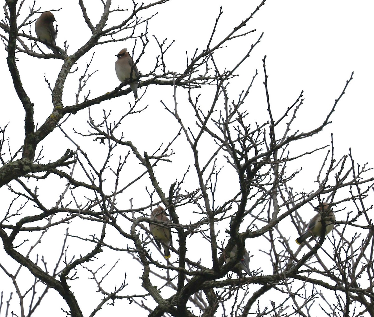 Cedar Waxwing - ML618569063