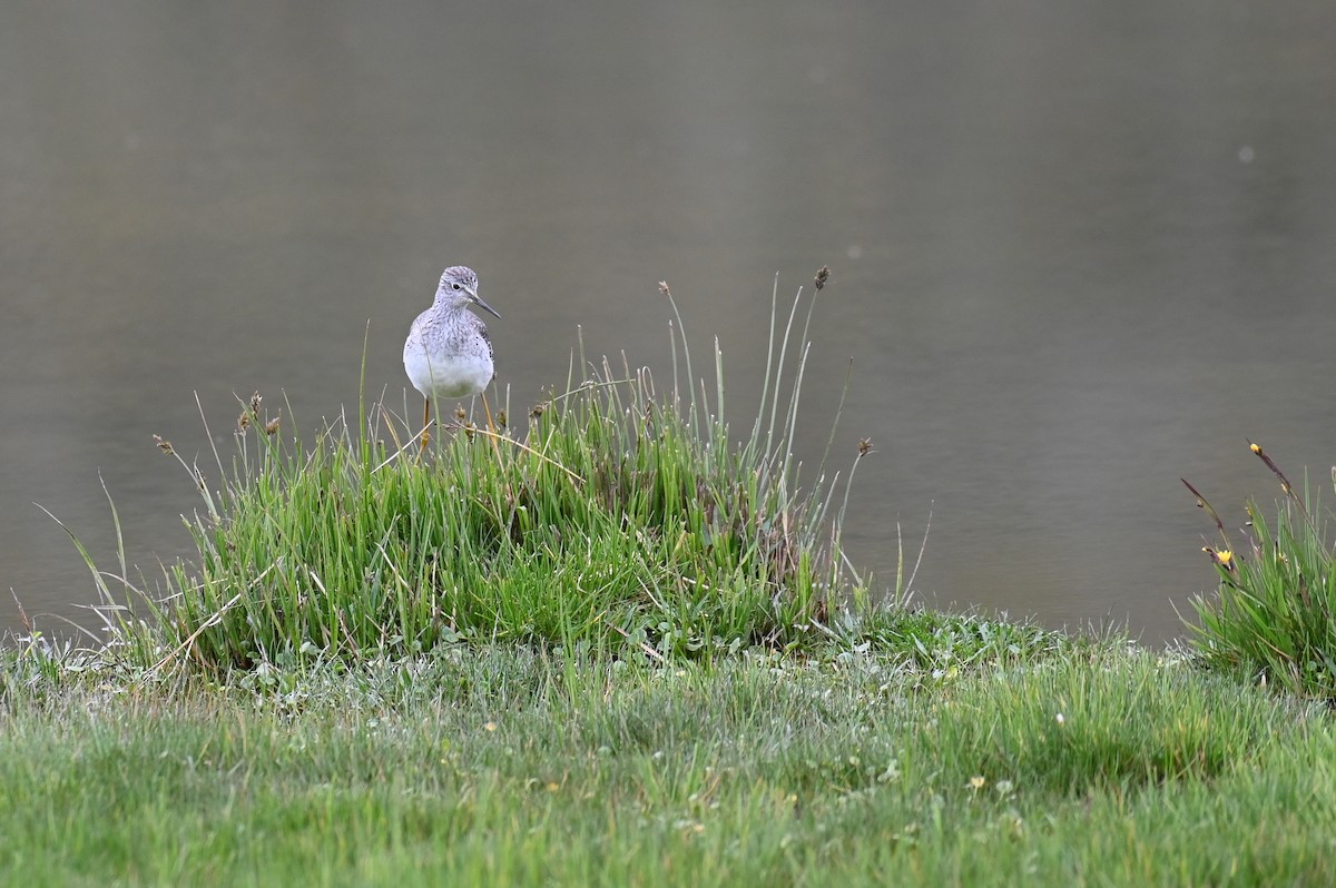 Lesser Yellowlegs - ML618569064