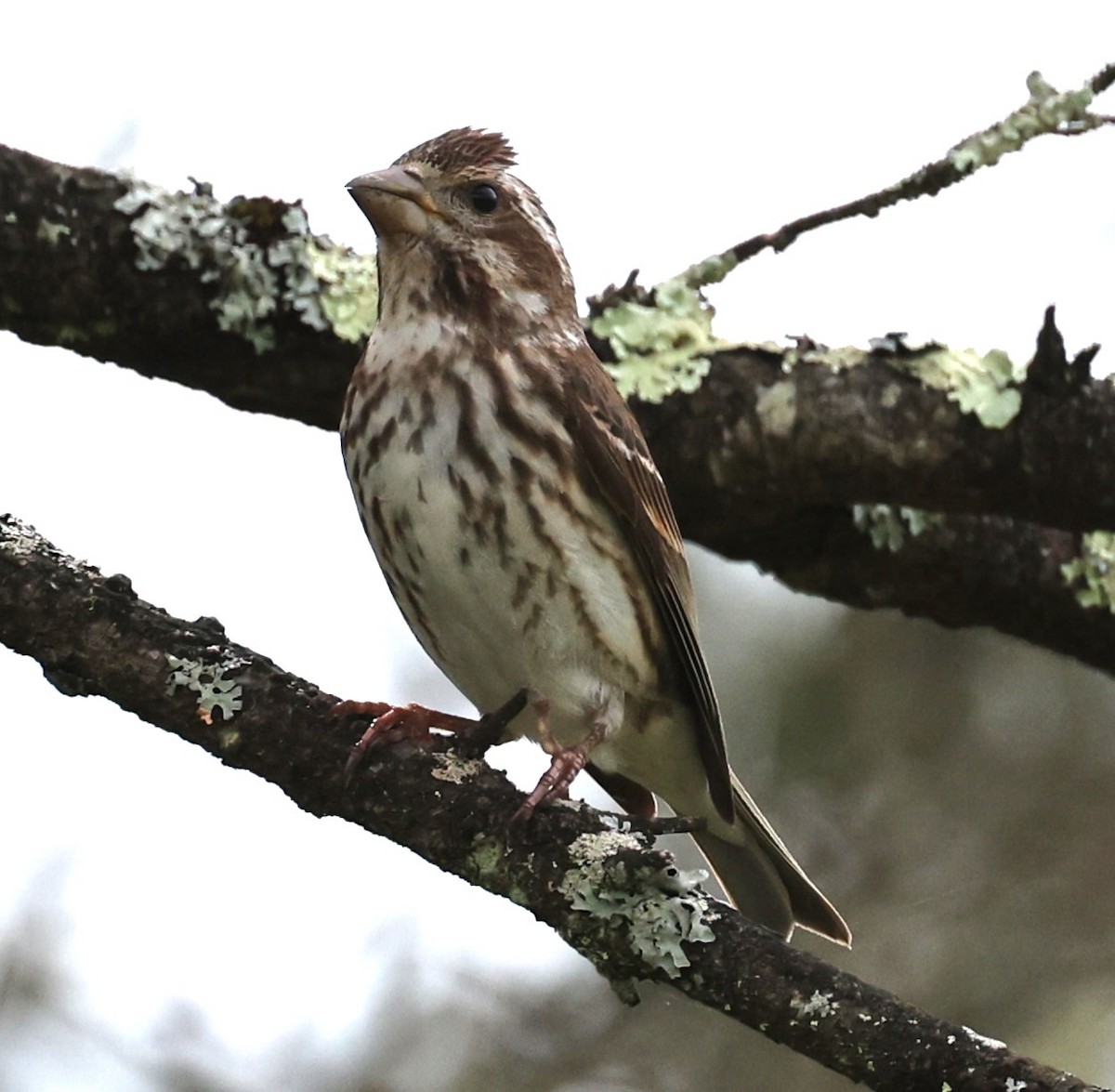 Purple Finch (Eastern) - ML618569069