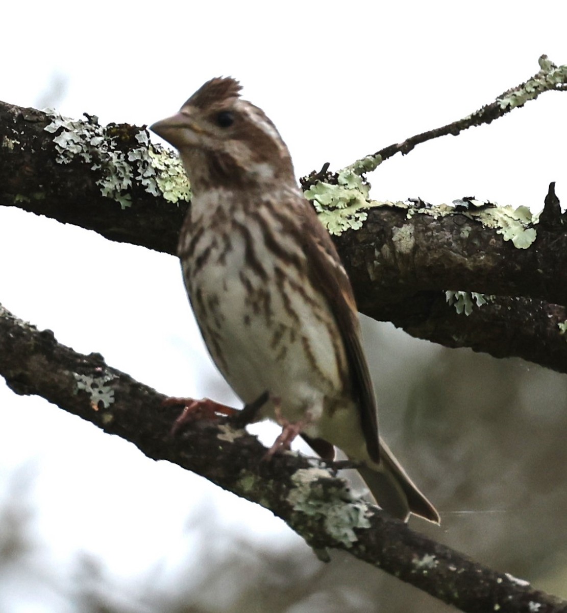 Purple Finch (Eastern) - ML618569070