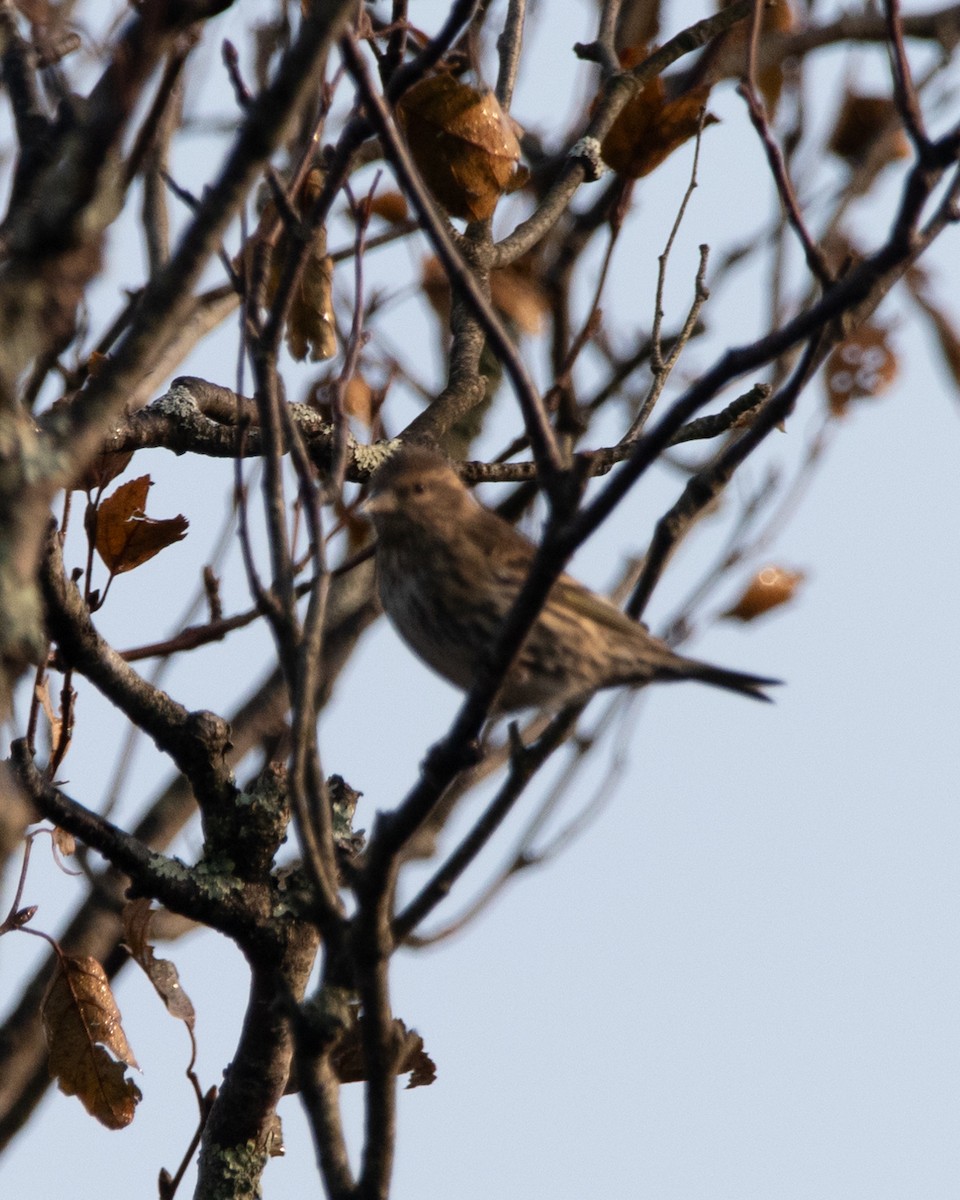 Pine Siskin - ML618569075