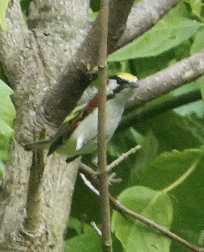 Chestnut-sided Warbler - Ute Welk