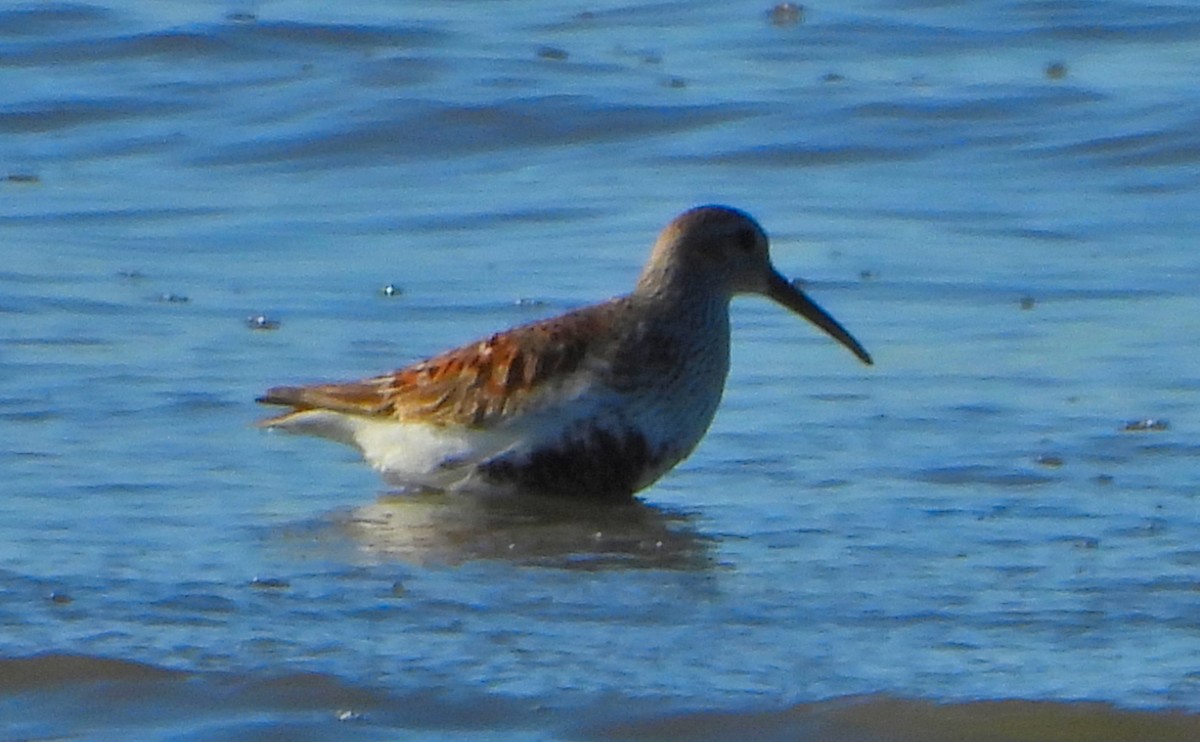 Dunlin - ML618569085