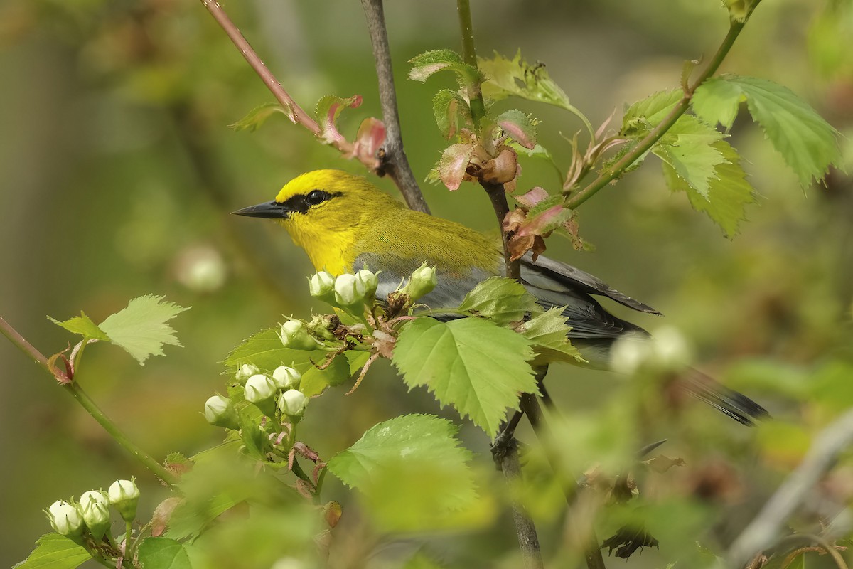 Blue-winged Warbler - David Rodenhiser