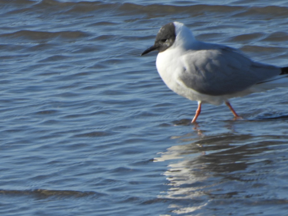 Bonaparte's Gull - Forest Chapman