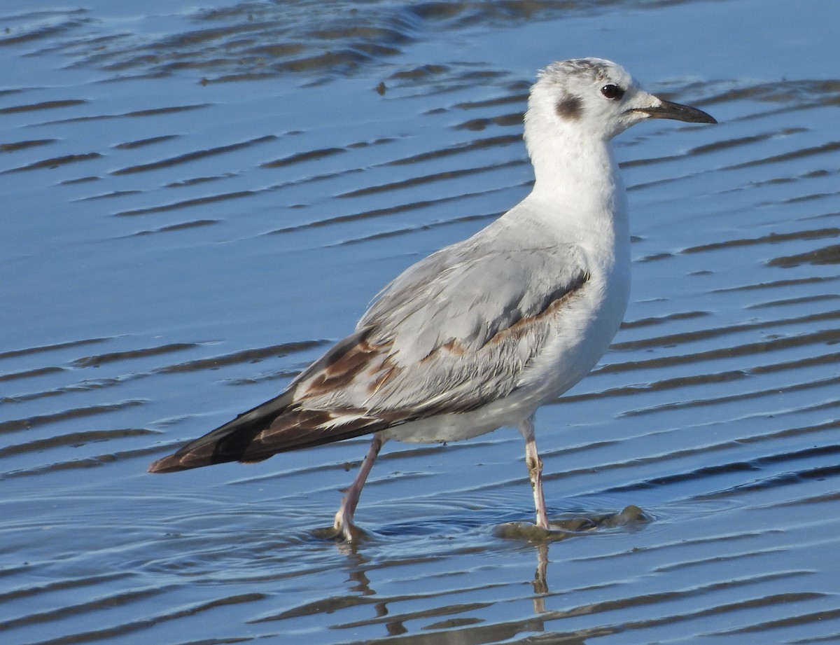 Bonaparte's Gull - ML618569108