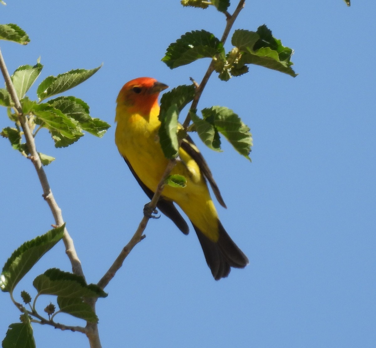 Western Tanager - Julie Furgason