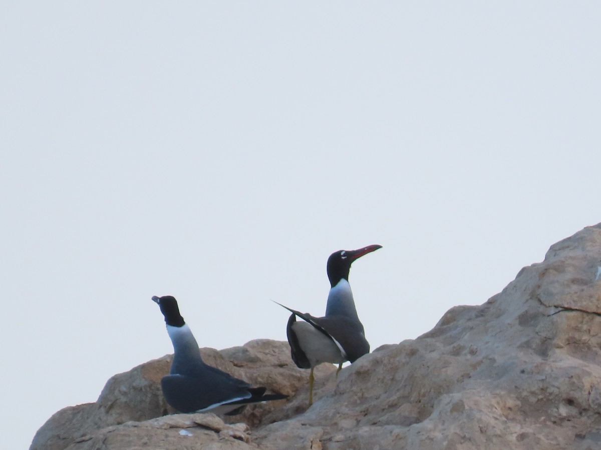 Kızıldeniz Martısı - ML618569120