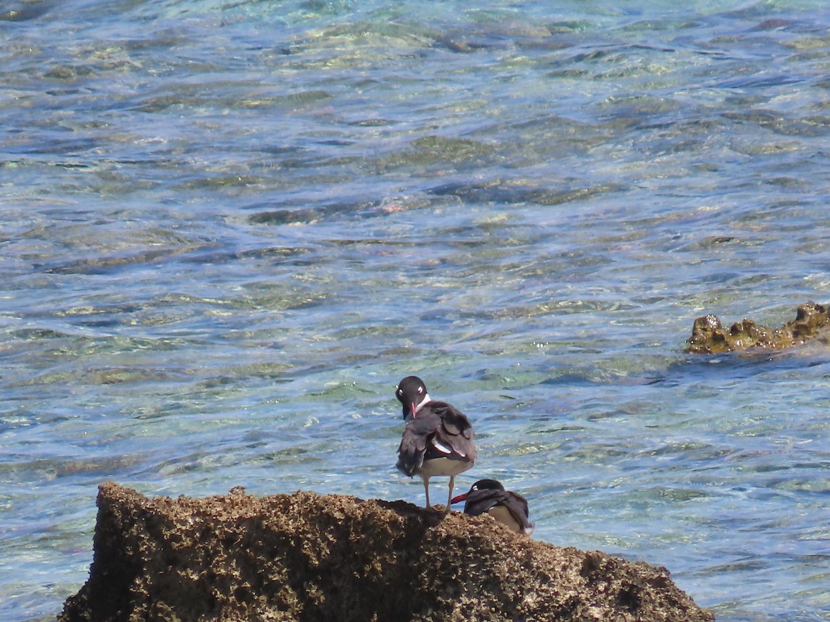 White-eyed Gull - ML618569122
