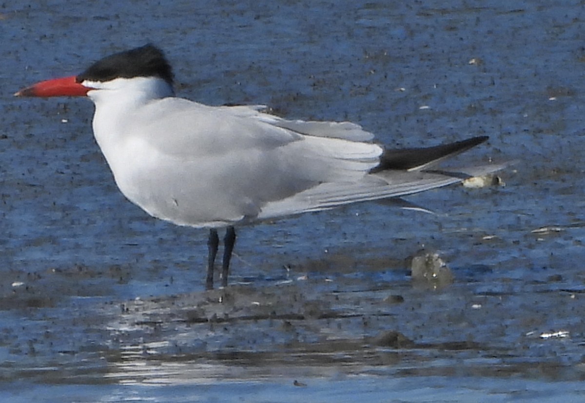 Caspian Tern - ML618569134