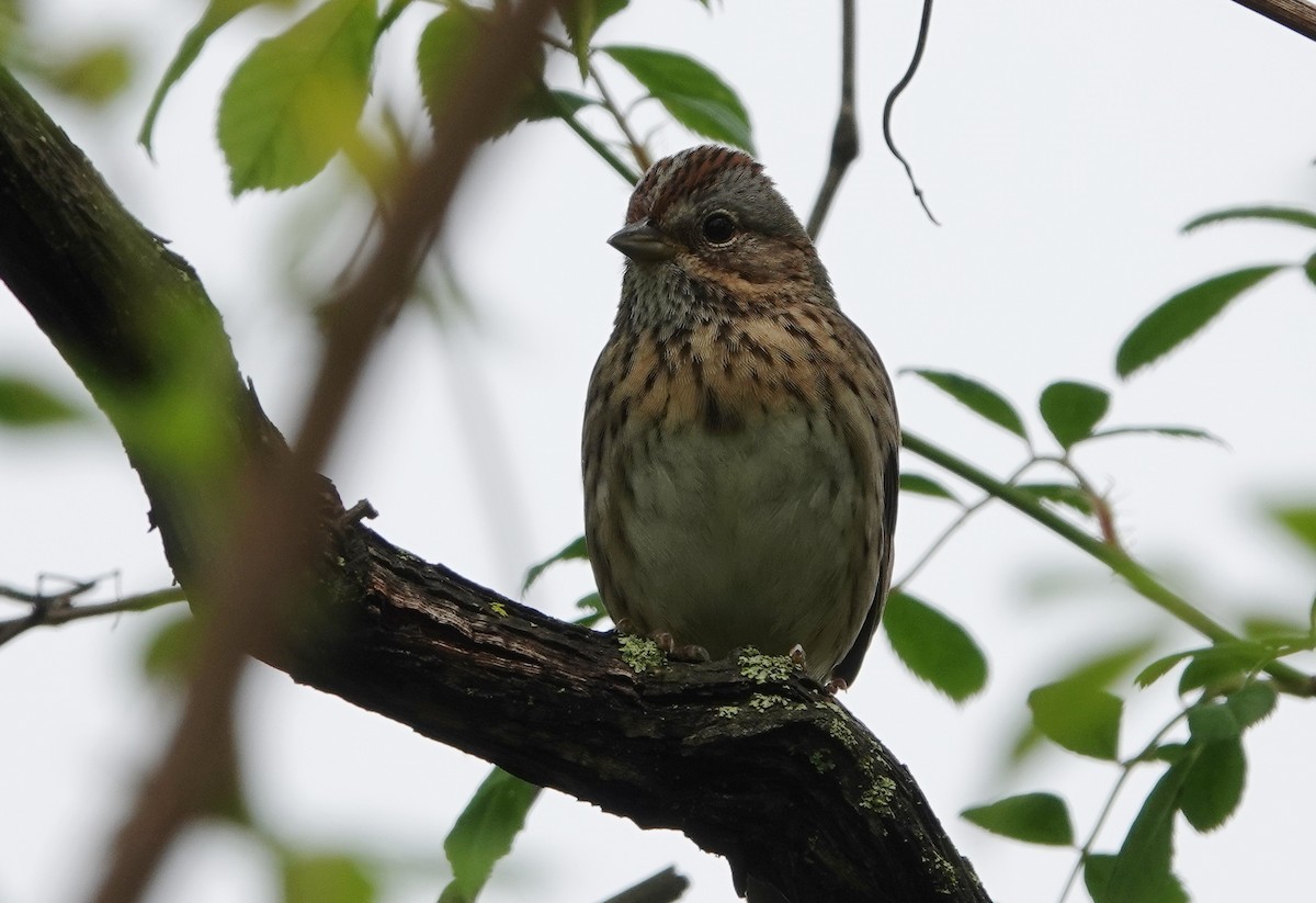 Lincoln's Sparrow - Beth Meriwether