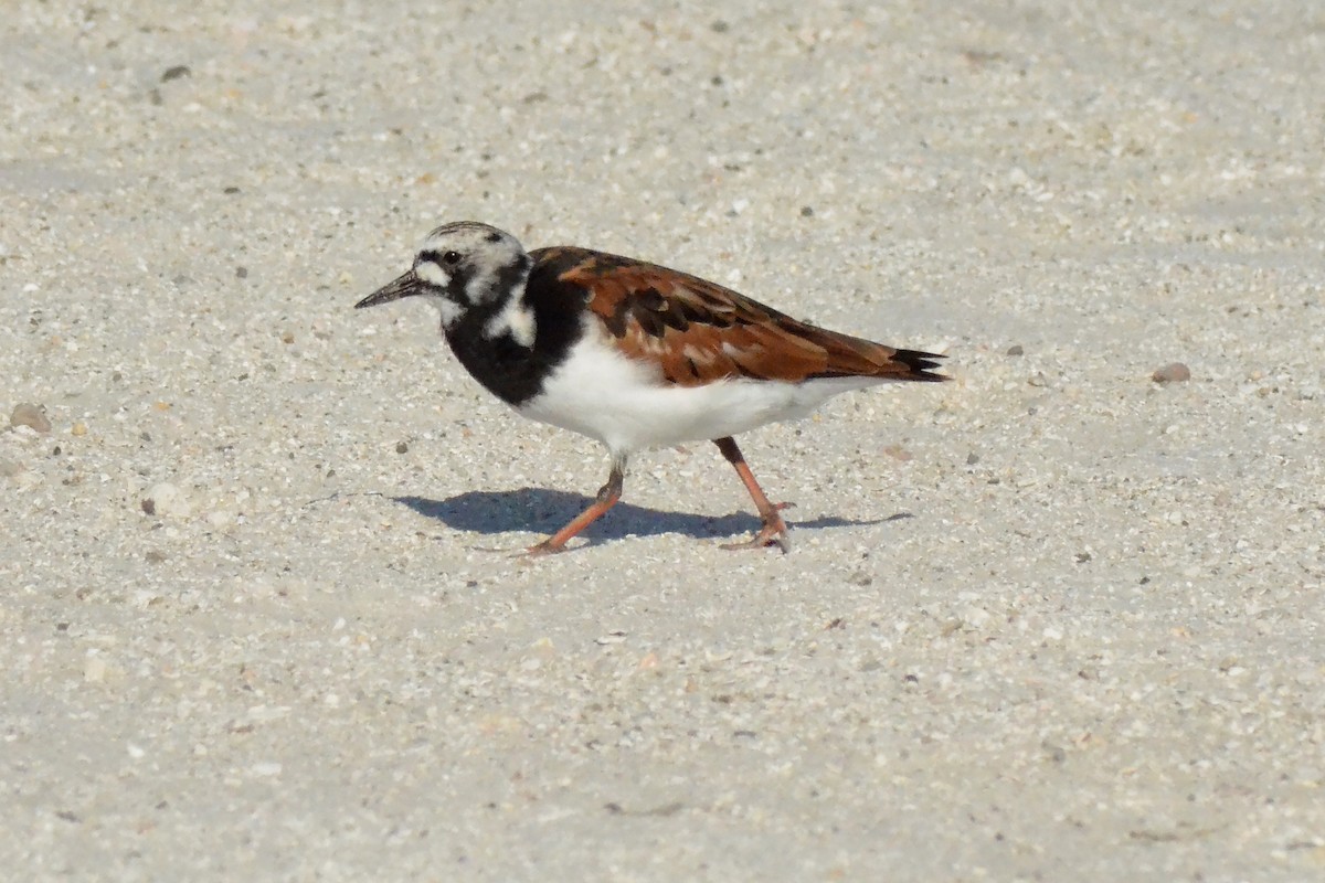 Ruddy Turnstone - Carly Jones