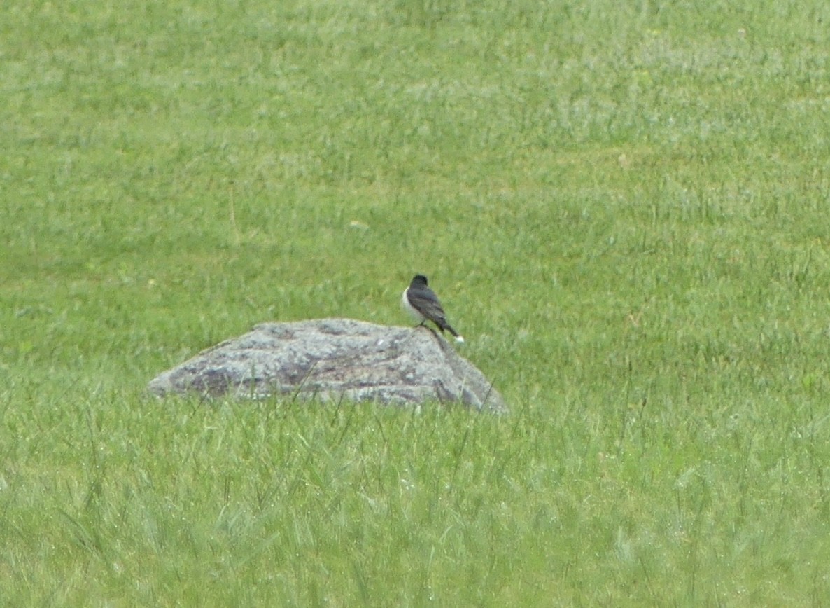 Eastern Kingbird - ML618569156