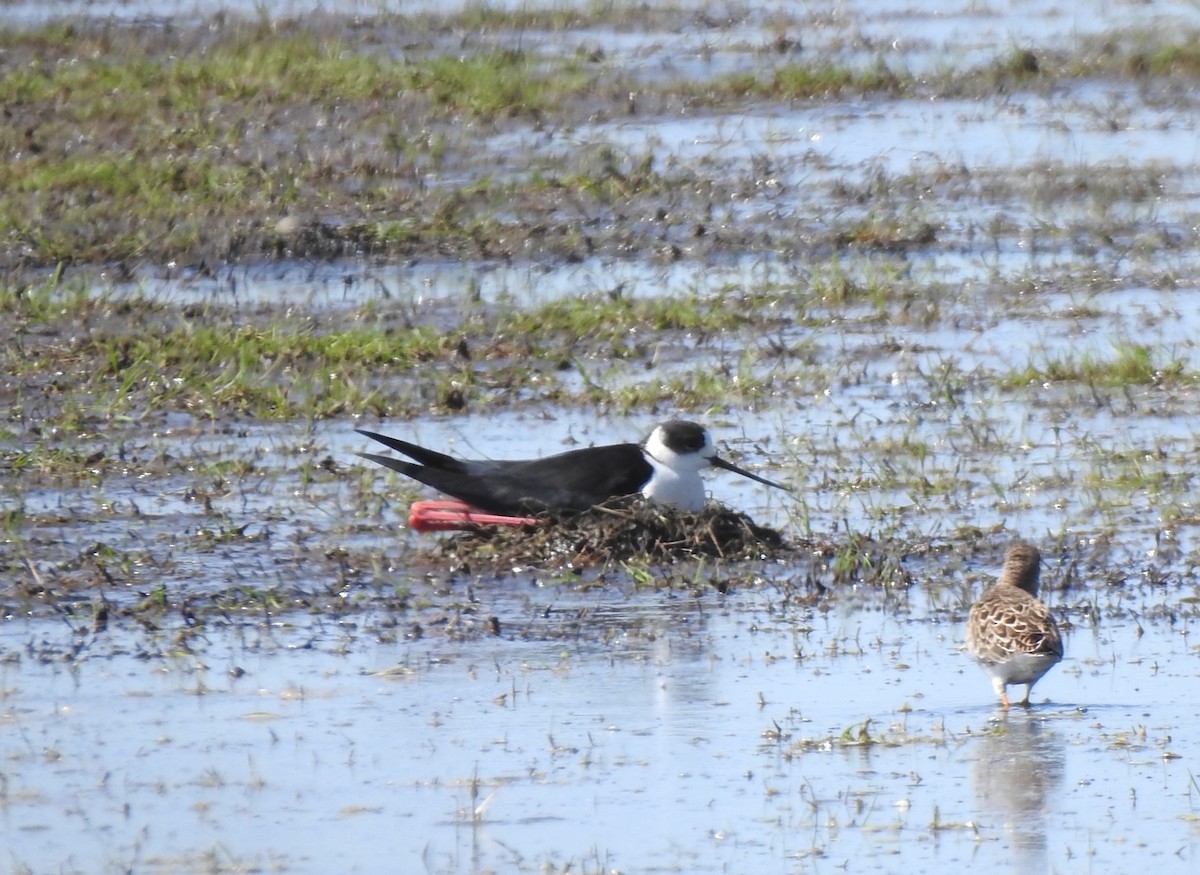 Black-winged Stilt - ML618569173