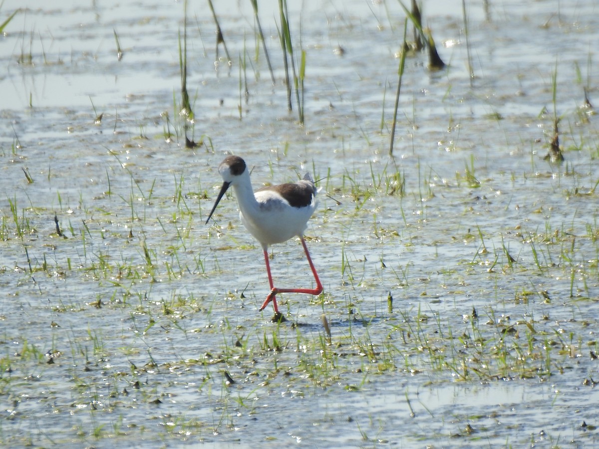 Black-winged Stilt - ML618569174