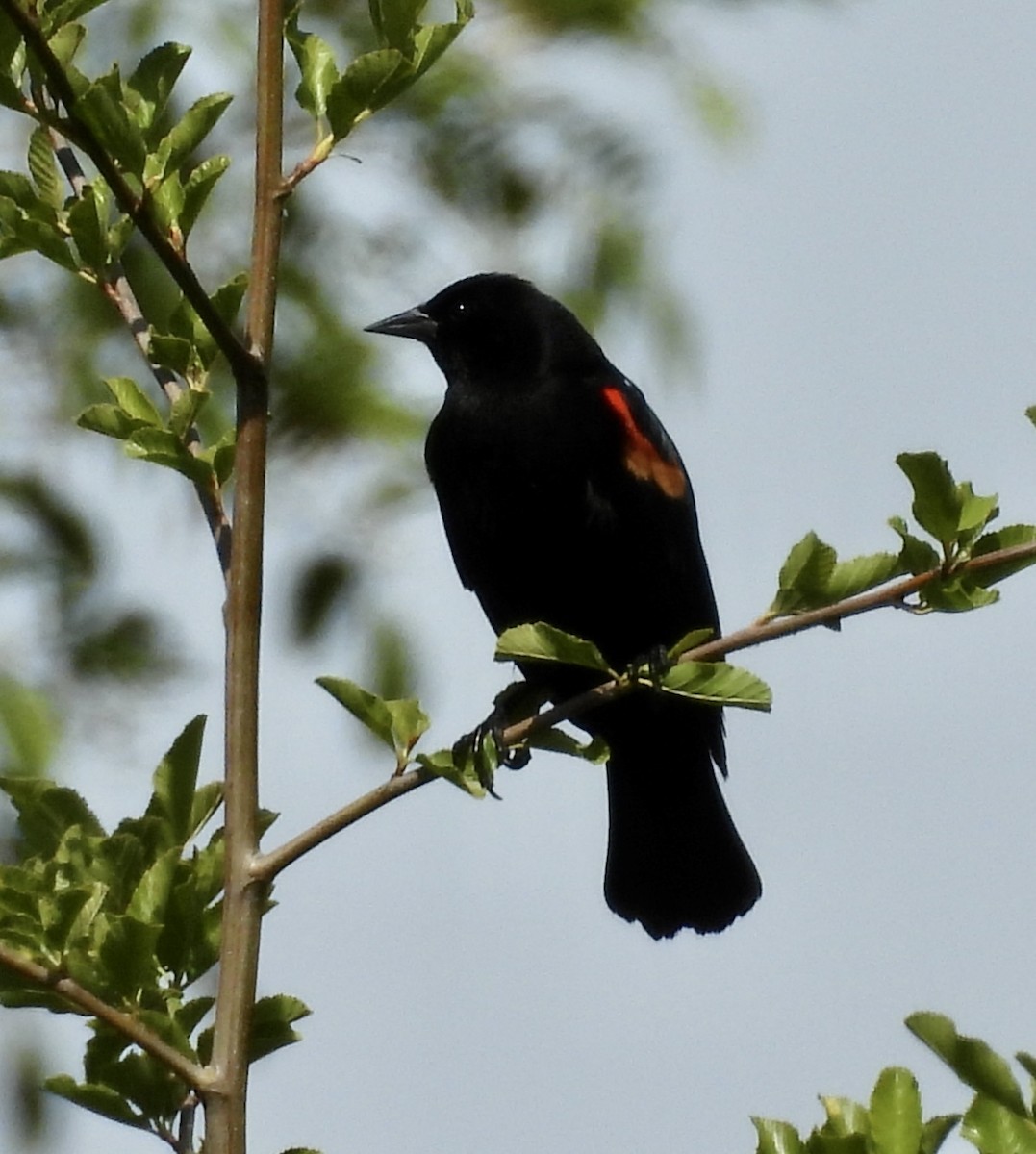Red-winged Blackbird - Mary-Lane Baker