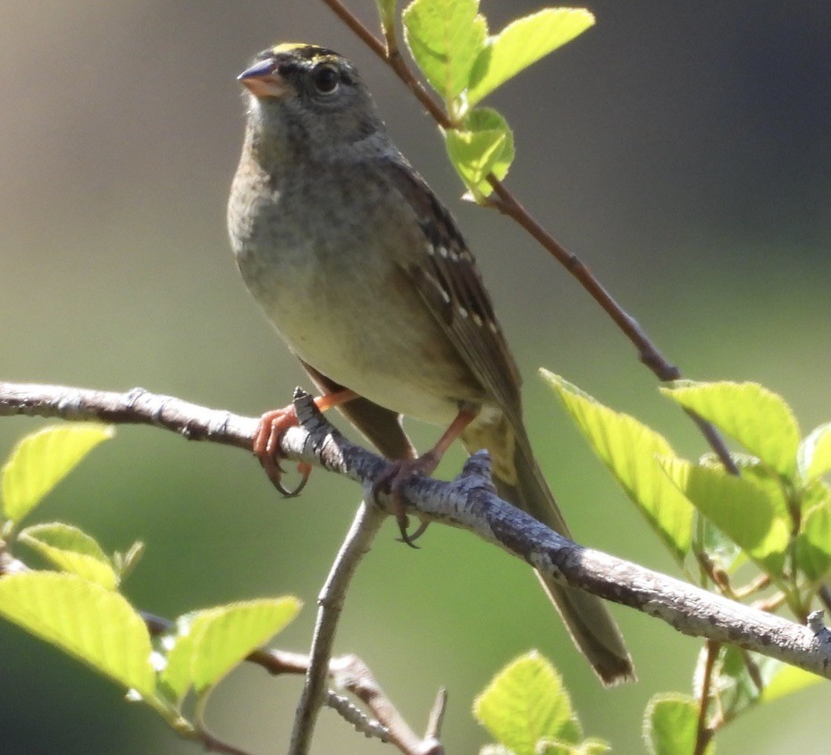 Golden-crowned Sparrow - Mary-Lane Baker